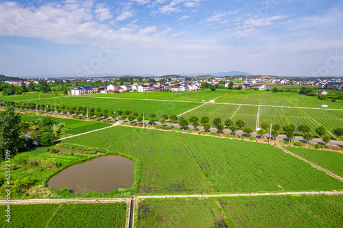 South China summer rural field scenery