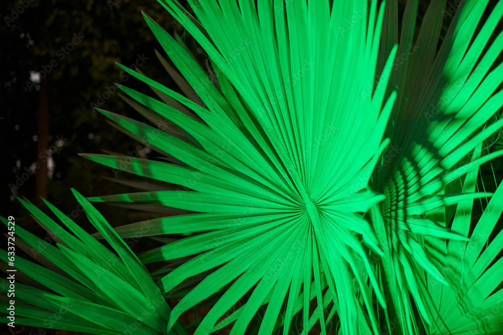 Fototapeta premium Sabal palmetto green leaves at night lighting in park, beautiful saturated green plant cabbage palm foliage in night illumination, coryphoideae palm family plant grows in backyard park