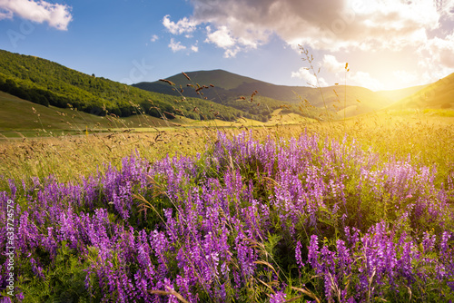 Violet flowers in a summer meadow lit by sun