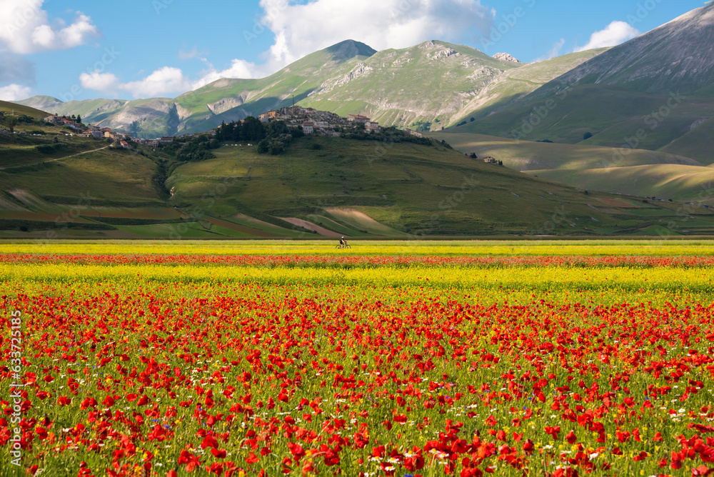 Red and yellow meadow of wild flowers in summer and a small town on hill