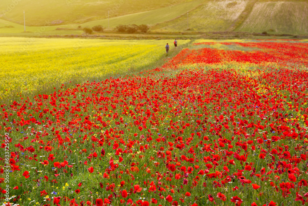 Person walking in red and yellow meadow of wild flowers in summer