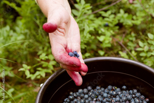 A woman's hand on a summer day picks blueberries from a bush into a bucket in the forest close-up. Blueberry harvest, picking seasonal wild berries