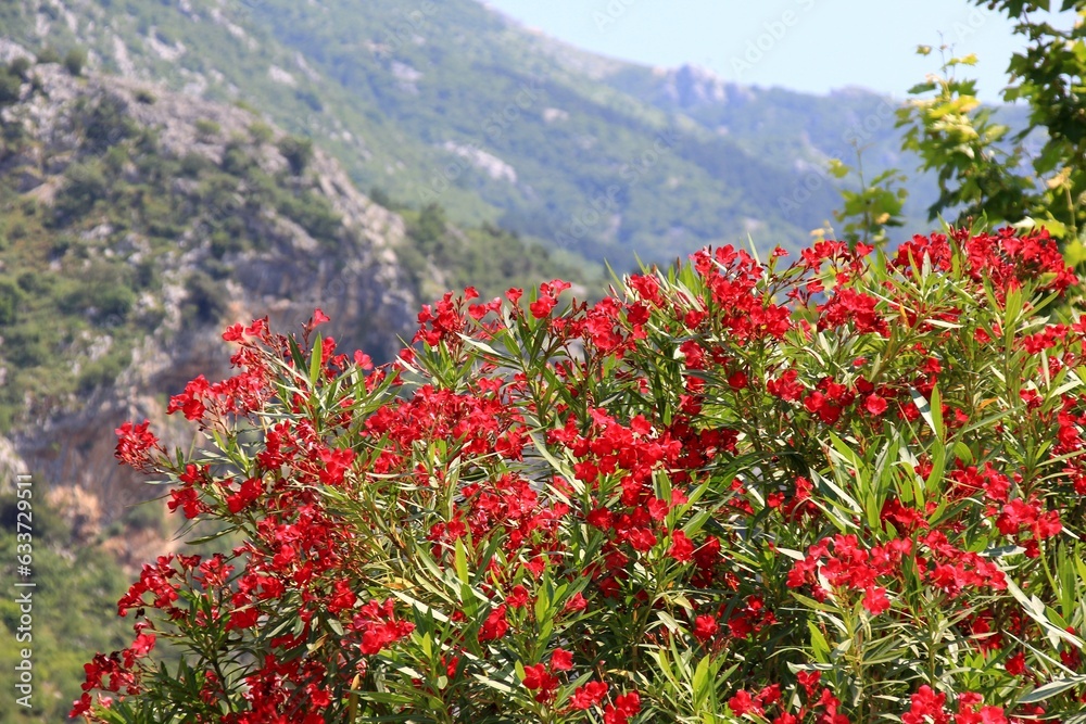 Red Oleander flowers bush on mountain background in summer time, Kotor Montenegro Red Oleander flowers bush on mountain background in summer time, Kotor Montenegro