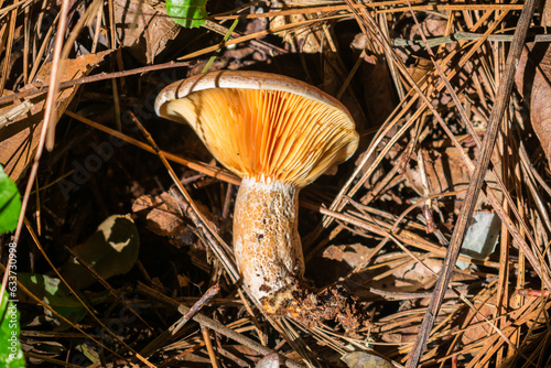 Foto Lactarius deliciosus (Saffron milk cap) mushroom associated with Pinus elliottii