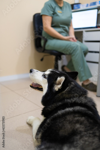 Fototapeta Naklejka Na Ścianę i Meble -  Siberian Husky next to a female veterinarian