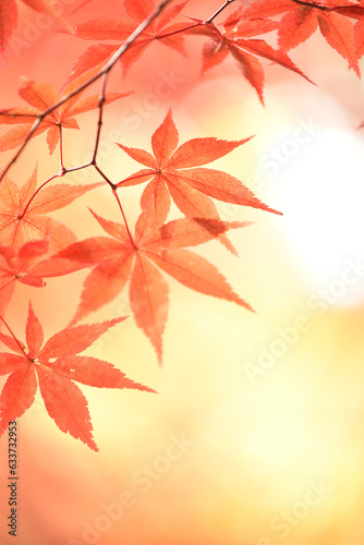 紅葉したモミジの葉のクローズアップ・和風背景イメージ