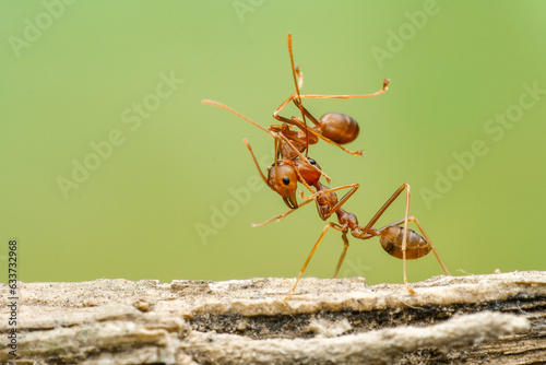 red ant whit's friend © TRIWIDANA