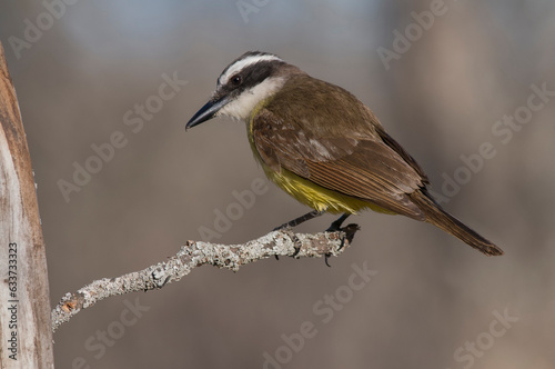 Great Kiskadee,  Pitangus sulphuratus, Calden forest, La Pampa, Argentina photo