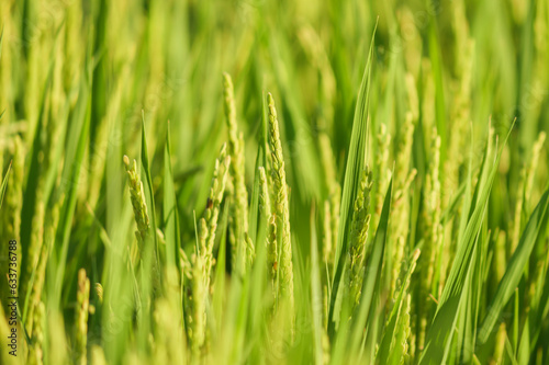 Rice ears bearing fruit, harvest, agriculture, paddy field
