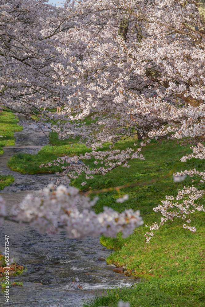 観音寺川の桜並木
