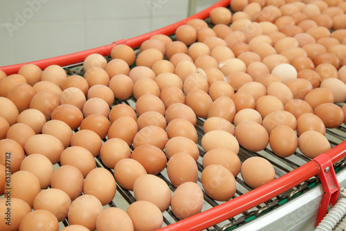 Fresh brown eggs on a transportation line on a modern poulty factory