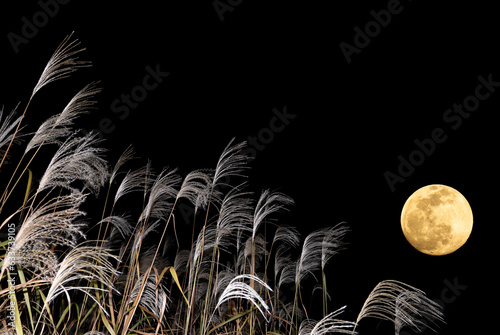 The harvest moon and Japanese pampas grass.	 photo