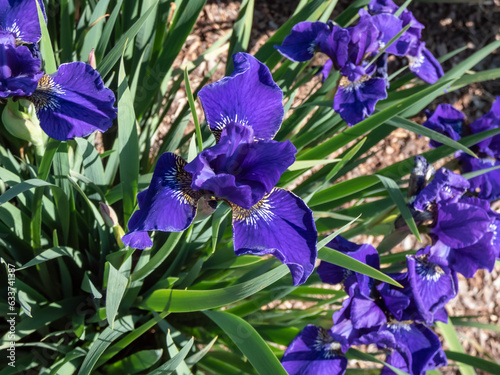 Siberian iris (Iris sibirica) 'Kestutis Genys' flowering with dark blue flowers in the garden photo