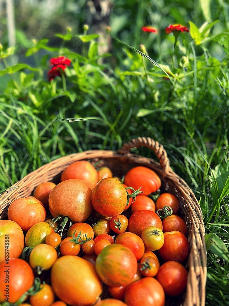 fresh tomatoes, harvested tomatoes in a basket, summer harvest, tomatoes of various sizes, small tomatoes, harvest from the garden fresh tomatoes, harvested tomatoes in a basket, summer harvest, tomatoes of various sizes, small tomatoes, harvest from the garden