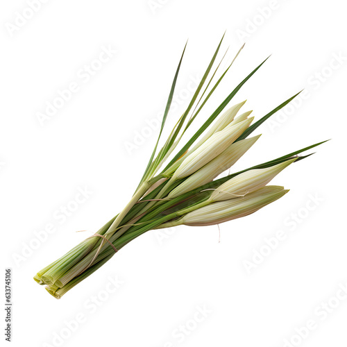 Lemongrass on transparent background