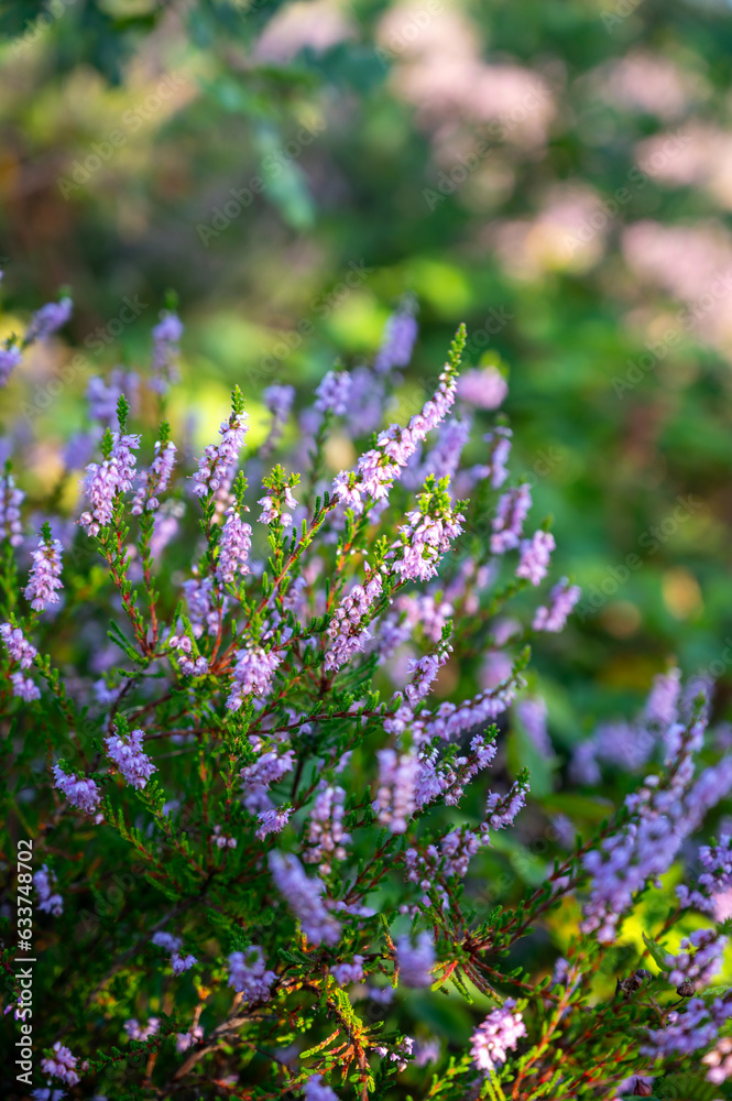 Obraz premium Nature background, green lung of North Brabant, pink blossom of heather plants in de Malpie natural protected forest in August near Eindhoven, the Netherlands