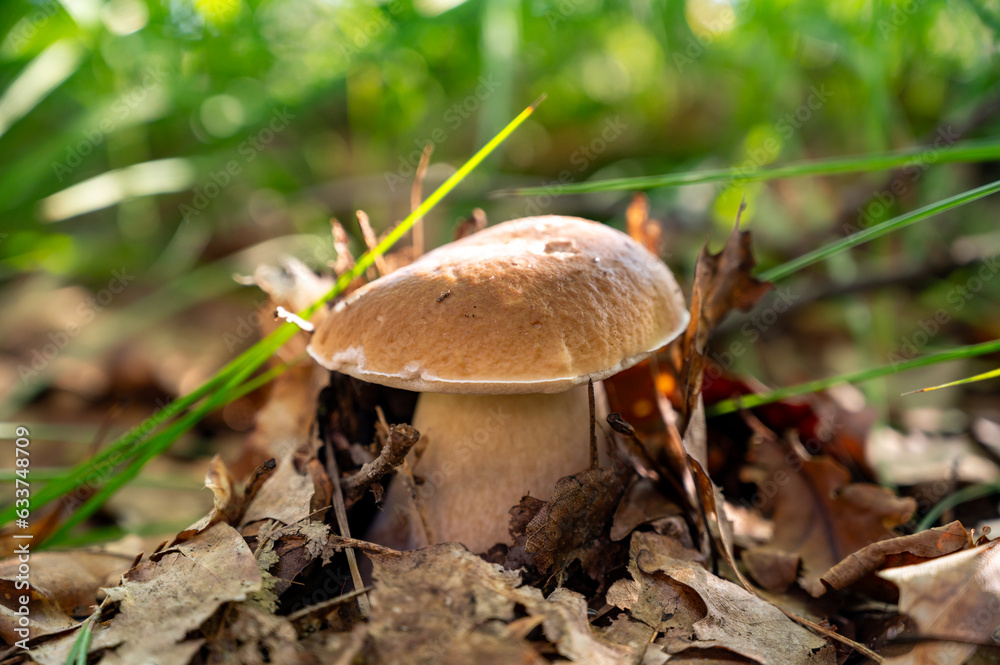 King of tasty edible mushrooms, boletus edulis porcini cepe growing in forest King of tasty edible mushrooms, boletus edulis porcini cepe growing in forest