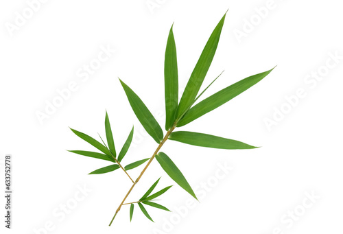 Closeup Bamboo leaves isolated on white background with clipping path, Chinese or Japanese Bamboo leaf and branch in garden, Home and garden decoration © Adhivaswut