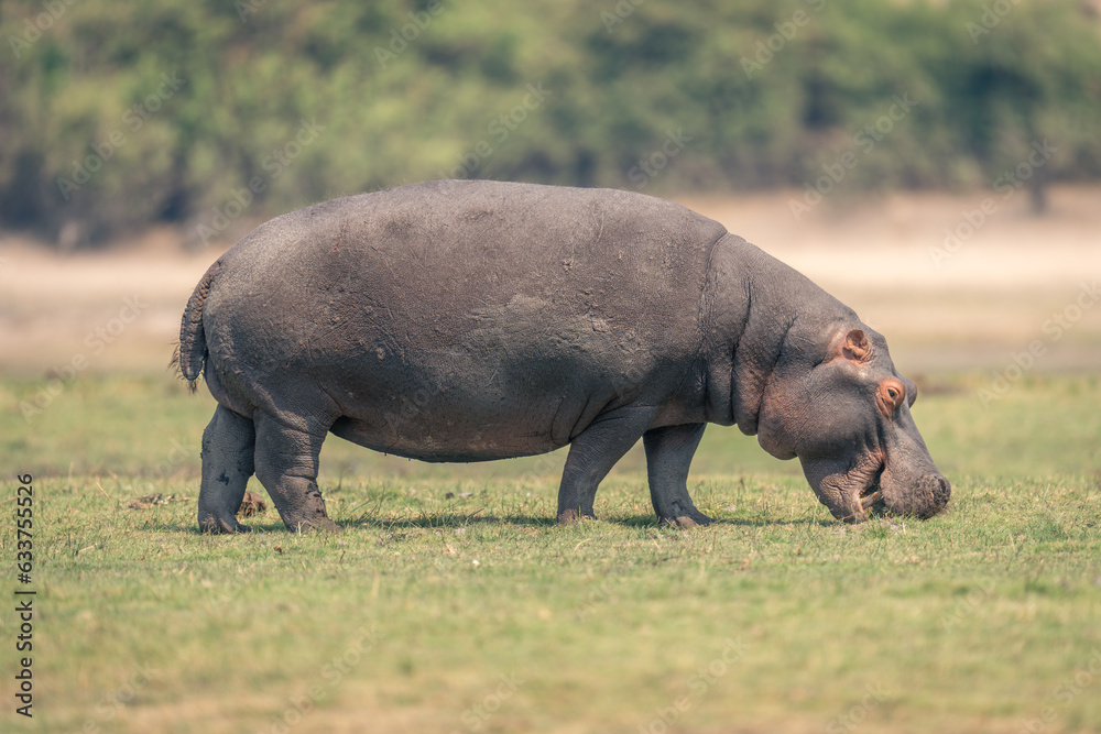 Hippo stands grazing on floodplain showing teeth Hippo stands grazing on floodplain showing teeth
