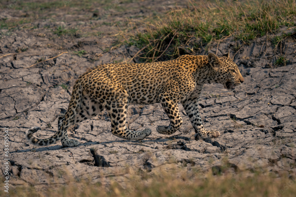 Fototapeta premium Leopard cub crosses dried-up riverbed raising foot