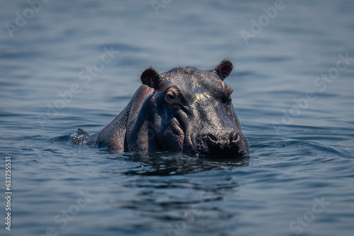 Foto Hippo stands in calm river watching camera
