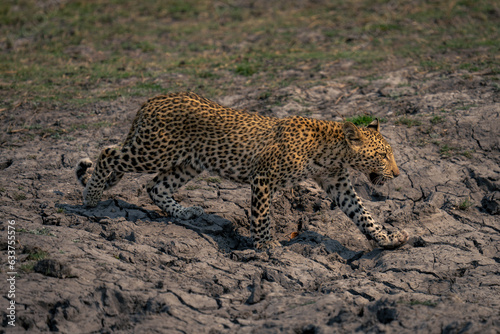 Leopard cub walks along riverbed lifting paw