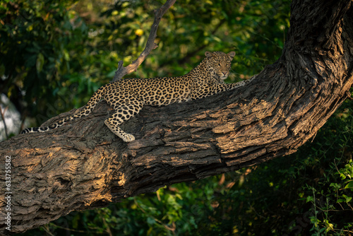 Leopard lies on horizontal branch staring below