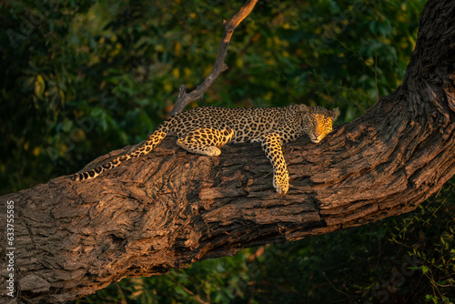Leopard lies asleep on thick tree trunk