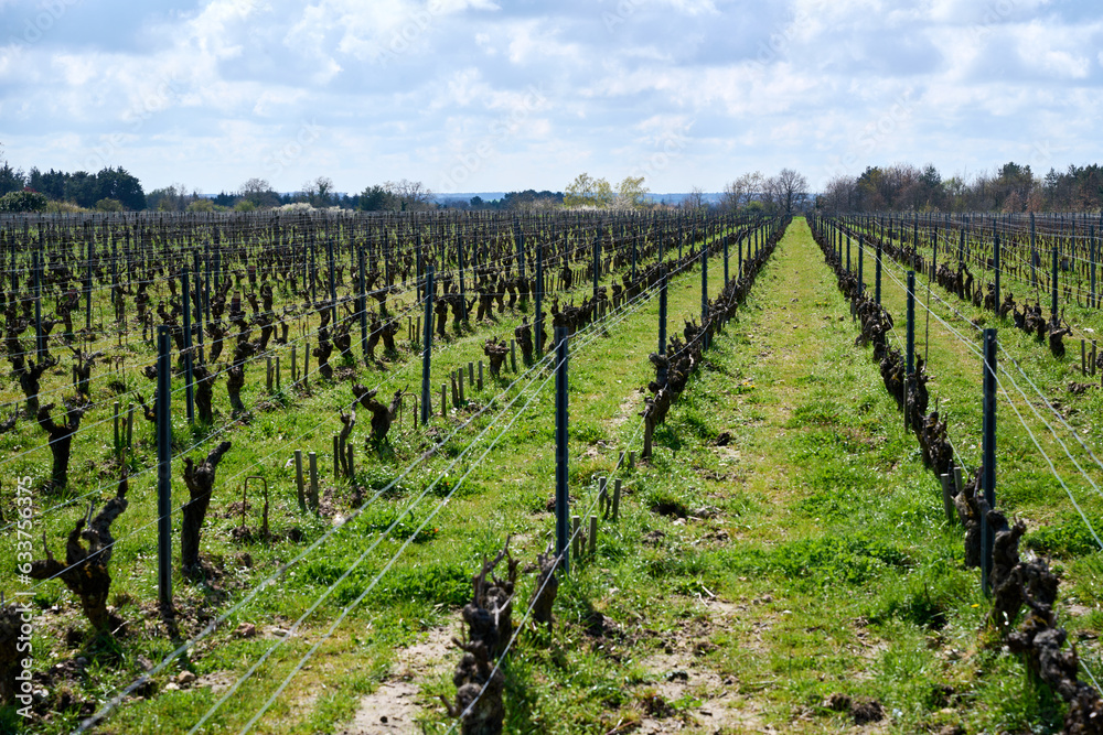 Vineyard in Loire Valley in France in springtime