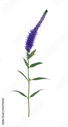 Beautiful blue veronica flower photo