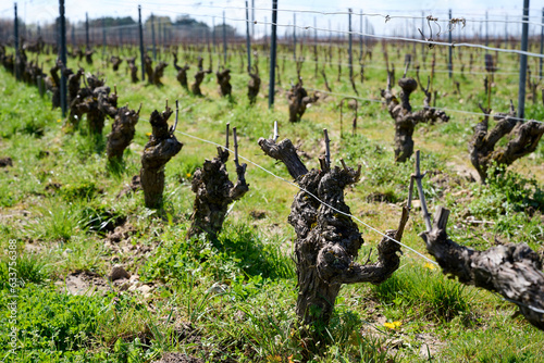 Vineyard in Loire Valley in France in springtime
