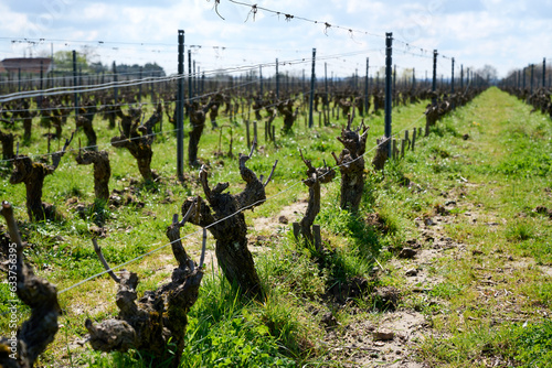 Vineyard in Loire Valley in France in springtime