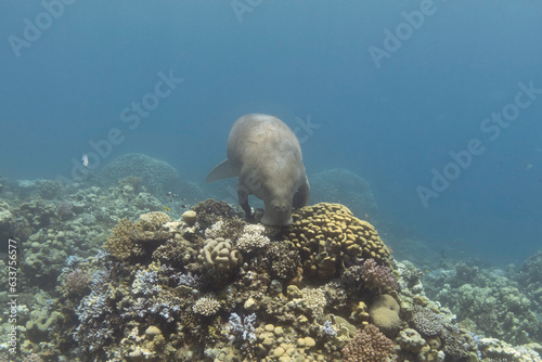 Dugong (Dugong dugon or sea cow) feeding on coral reef in tropical sea © vkilikov