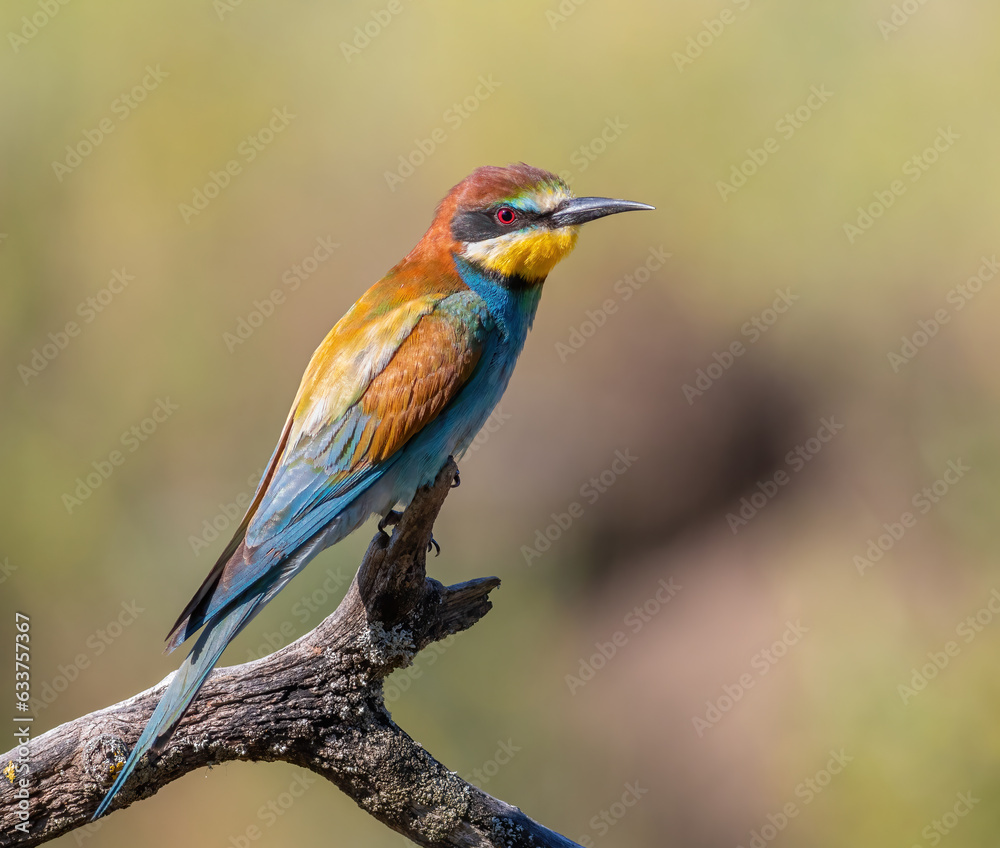 European bee-eater, merops apiaster. Early in the morning, a bird sits on a beautiful branch European bee-eater, merops apiaster. Early in the morning, a bird sits on a beautiful branch