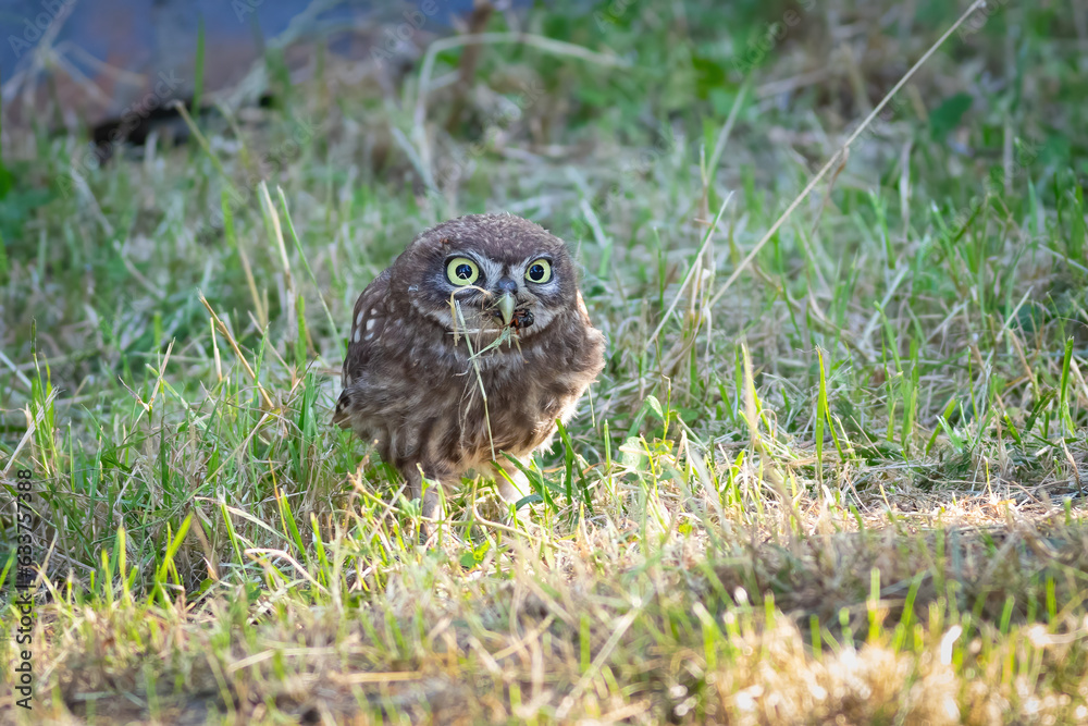 Little owl, Athene noctua. A young bird catches prey in the grass