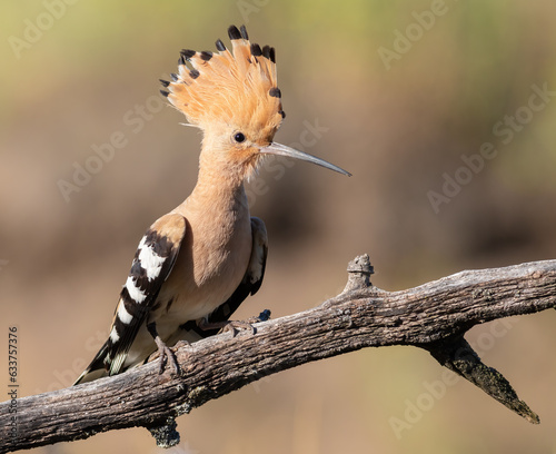 Eurasian hoopoe, Upupa epops. A bird is sitting on a beautiful old branch, opening its crest