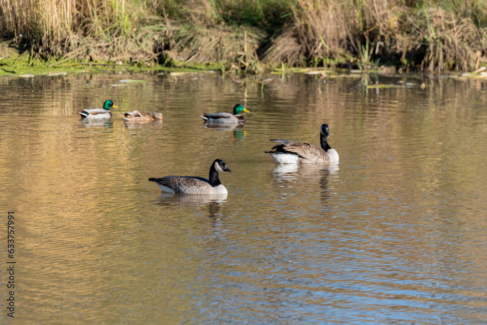 Canada Geese And Mallard Ducks Feeding On The Pond During Fall Migration In Wisconsin