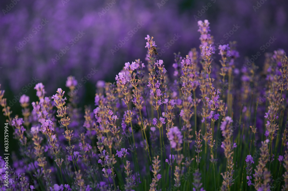 Obraz premium Lavender field in summer. Aromatherapy. Cosmetics of nature.