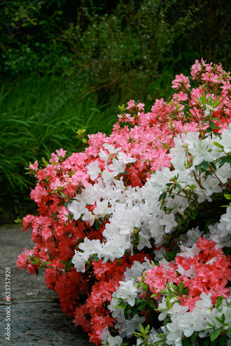 Fototapeta Naklejka Na Ścianę i Meble -  Rhododendron