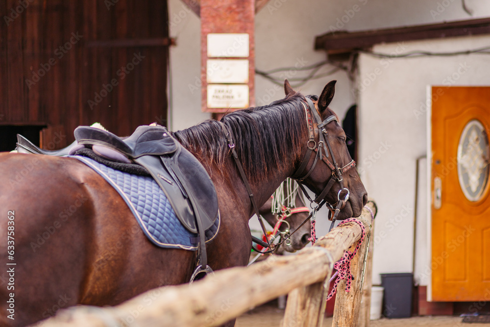 Horse in a stall. The saddle and bridle are put on the horse. A black