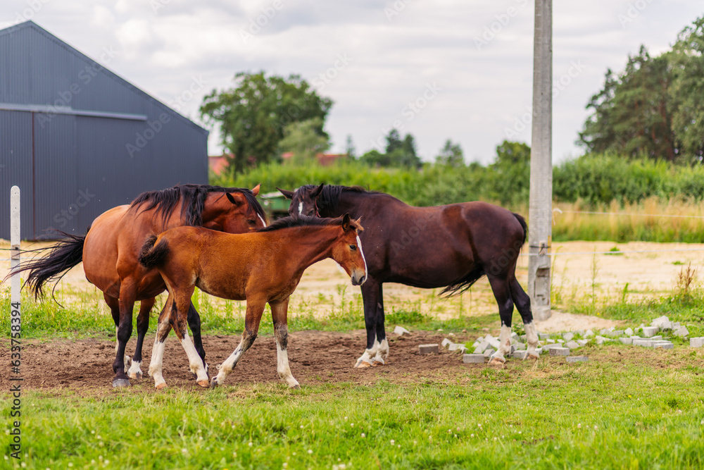 Fototapeta premium Pasture for breeding horses for sale. Investment in the purchase of agriculture. Livestock. Stallions graze with mares and ponies.