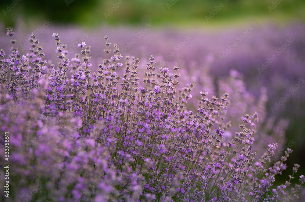 Lavender field in summer. Aromatherapy. Cosmetics of nature.