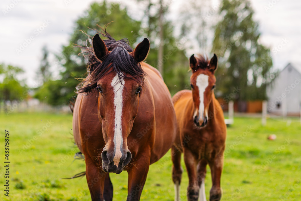 Mare with a cute foal on the pasture.