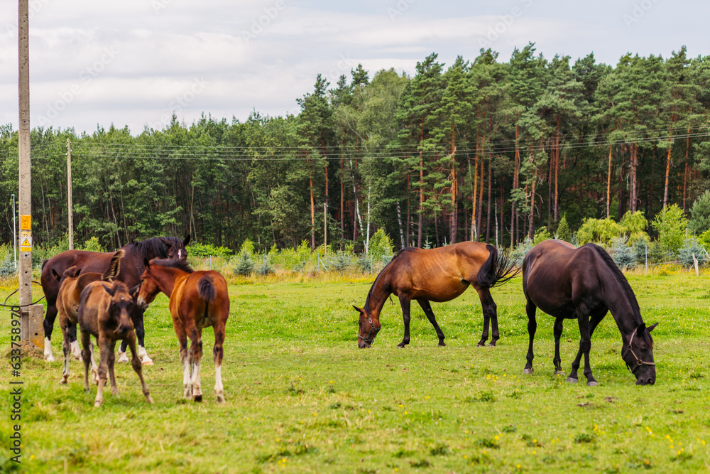 Five horses graze on a green meadow. Two foals are grazing near their parents. Equestrian club in Europe. Large horses for riding. Five horses graze on a green meadow. Two foals are grazing near their parents. Equestrian club in Europe. Large horses for riding.