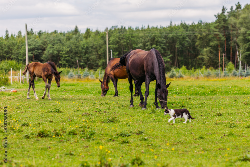 Pasture horse club. A large black horse grazes on a green meadow with a foal. Forest behind the horses. Arena for equestrian sport. The power of horses. Pasture horse club. A large black horse grazes on a green meadow with a foal. Forest behind the horses. Arena for equestrian sport. The power of horses.