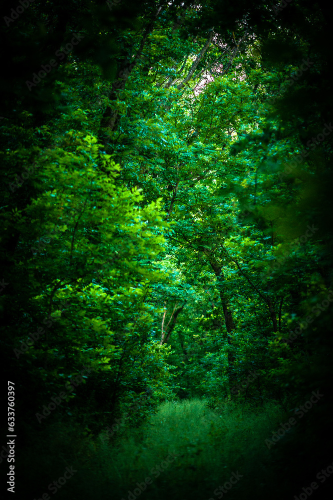 light in the woods light in the woods