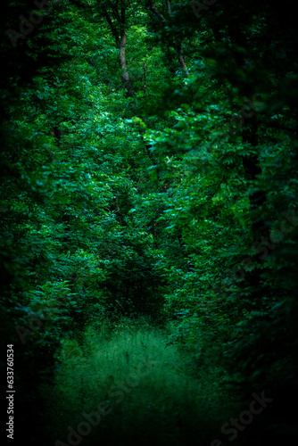 mistery road in forest at evening . Green woods .Summer forest 