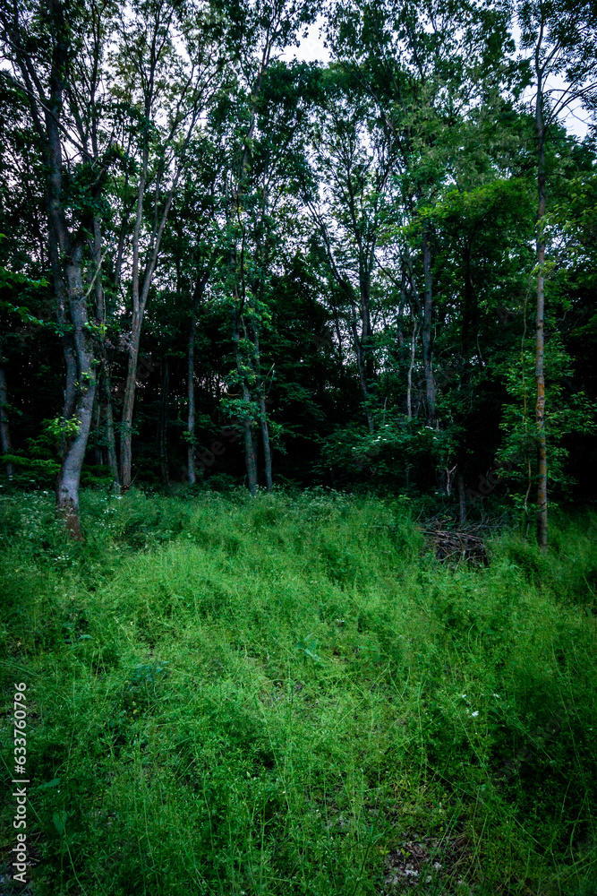 Forest in the night . Night landscape. Nightsky and clouds . Stars in the sky . Lights of the moon . Evening forest . Landscapes of Ukraine . Night and morning time Forest in the night . Night landscape. Nightsky and clouds . Stars in the sky . Lights of the moon . Evening forest . Landscapes of Ukraine . Night and morning time