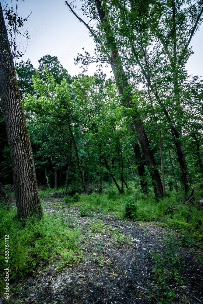 Naklejka premium forest in the evening