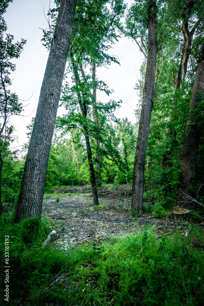 Obraz premium forest in the evening